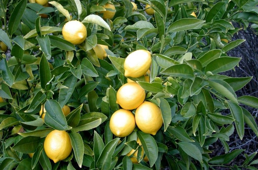 Промислове вирощування лимонів