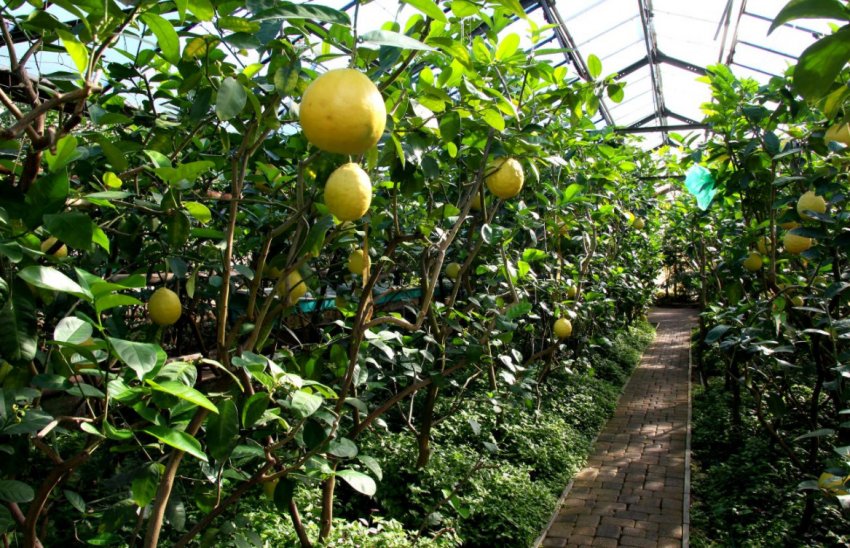 Вирощування лимонів у теплиці
