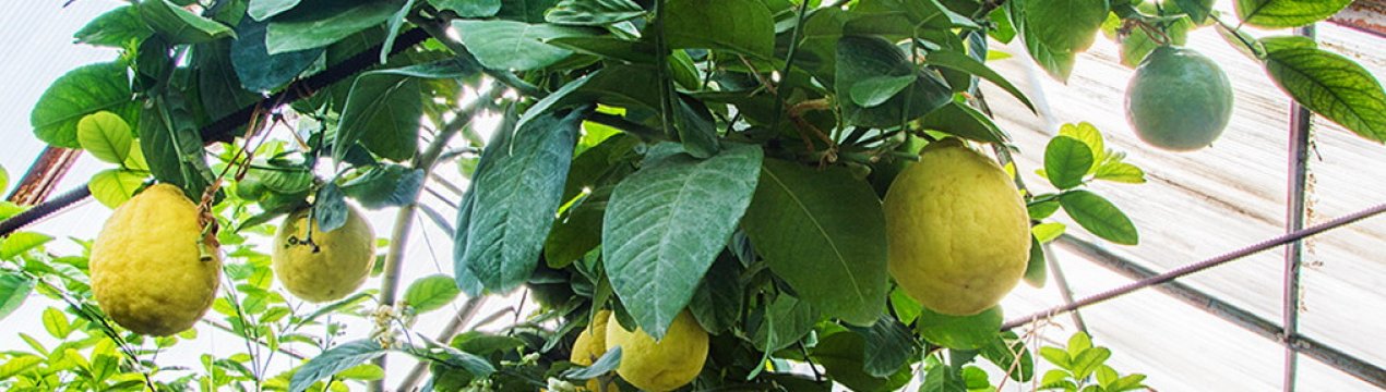 Вирощування екзотичних культур в Україні: Лимони