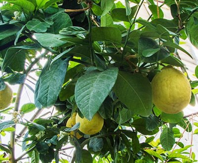 Вирощування екзотичних культур в Україні: Лимони