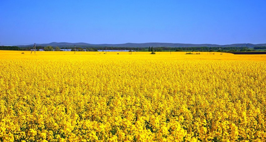 Вирощування рапсу в Україні Вирощування рапсу в Україні