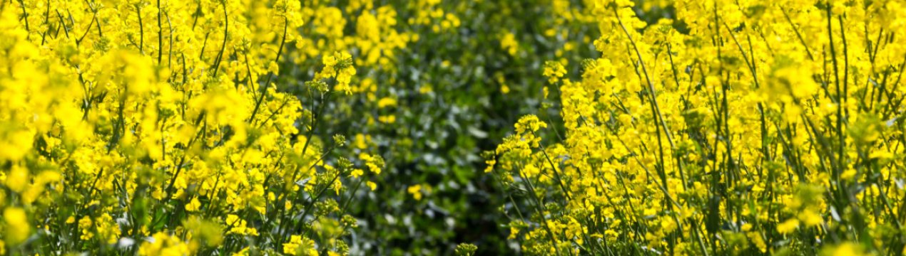 Скорочення виробництва українського рапсу призвело до зростання цін на біржах