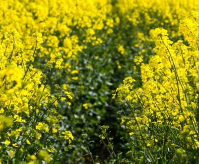 Скорочення виробництва українського рапсу призвело до зростання цін на біржах