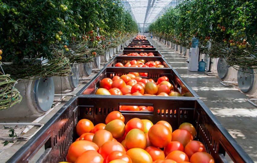 Тепличні овочі з України