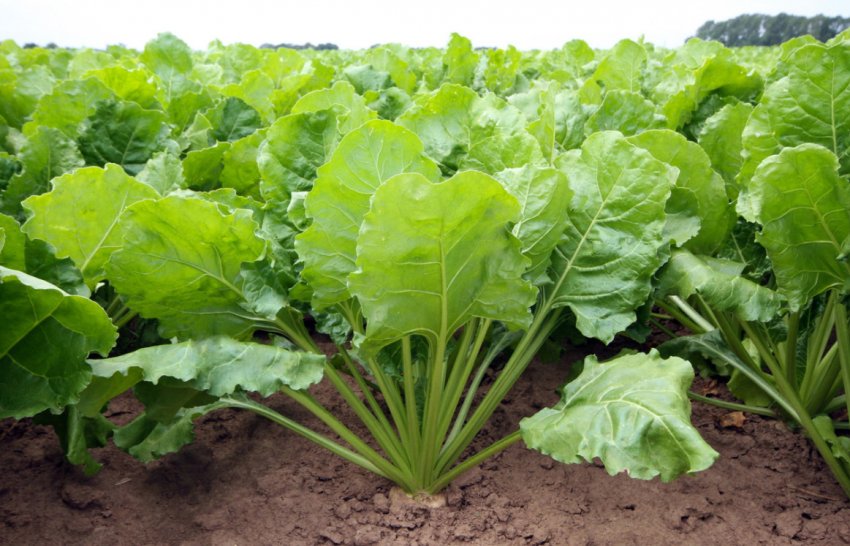 Вирощування цукрової буряків в Україні Вирощування цукрової буряків в Україні