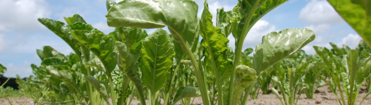 Рентабельність вирощування цукрової буряку в Україні знижується