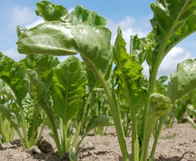 Рентабельність вирощування цукрової буряку в Україні знижується