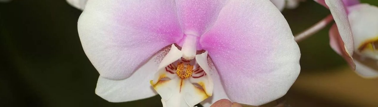 Как ухаживать за орхидеей фаленопсис после цветения?