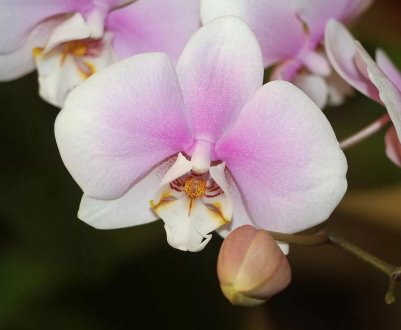 Як доглядати за орхідеєю фаленопсис після цвітіння?