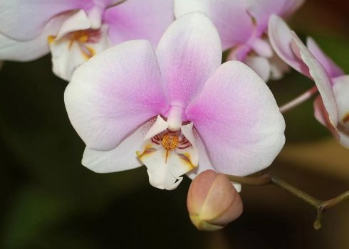 Як доглядати за орхідеєю фаленопсис після цвітіння?