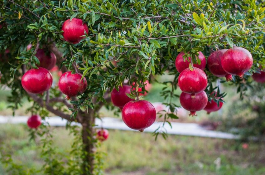 Вирощування гранатів в Україні