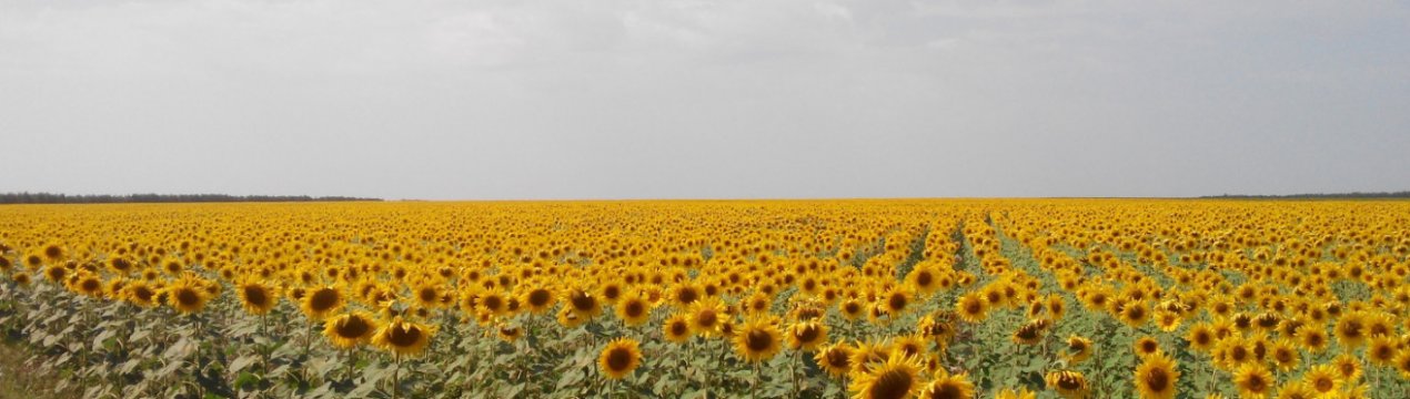 Місце кукурудзи і пшениці на полях Херсонської області можуть зайняти мигдаль і ананас