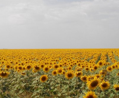 Місце кукурудзи і пшениці на полях Херсонської області можуть зайняти мигдаль і ананас