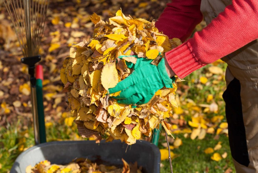 Використання опалого листя