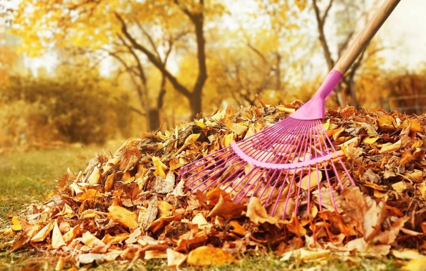 Прибирання листя на ділянці Прибирання листя на ділянці