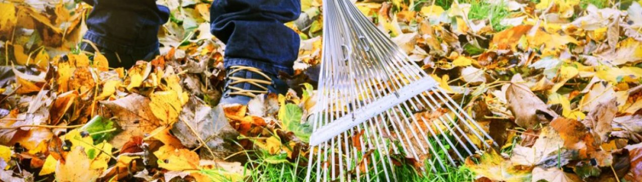 Стоїть чи скуповувати листя під деревами?
