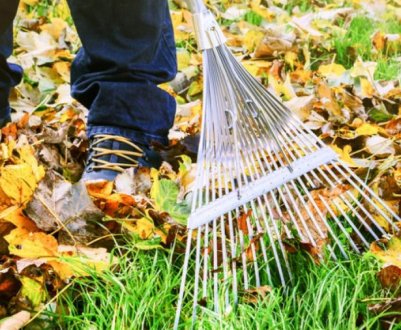 Стоїть чи скуповувати листя під деревами?