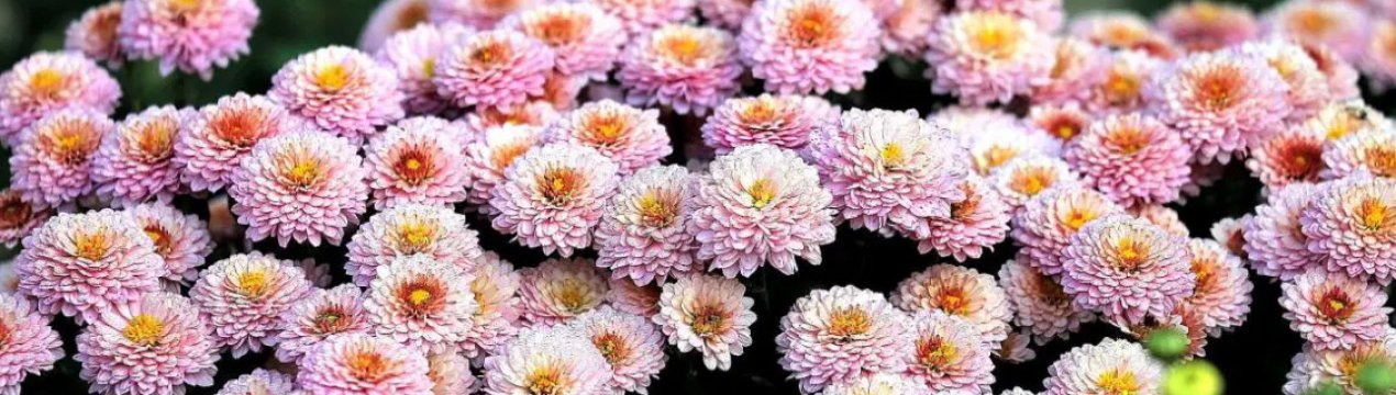 П'ять рослин, які будуть цвісти в палисаднику в грудні