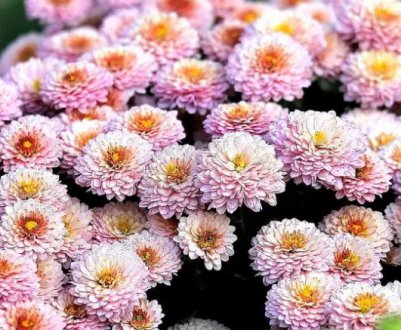 П'ять рослин, які будуть цвісти в палисаднику в грудні