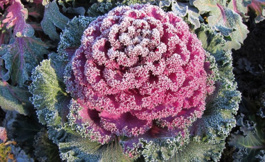 Декоративна капуста