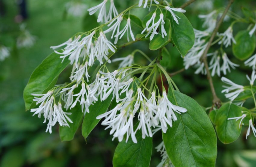 Химонантус