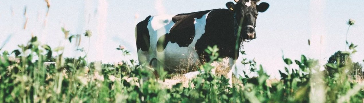 Українське молоко подорожчало: причини підвищення цін