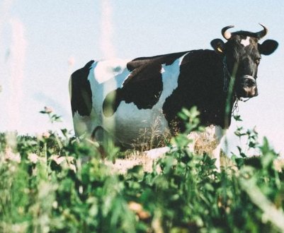 Українське молоко подорожчало: причини підвищення цін