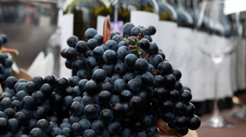 Виноробство України Виноробство України