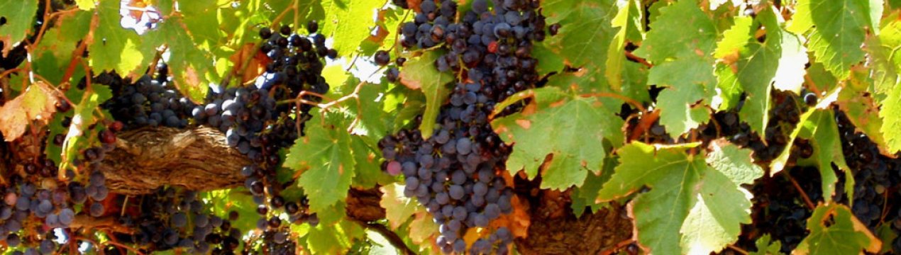 Виробництво виноградарської сировини в Україні за останні роки скоротилося практично в 2 рази