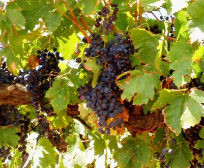 Виробництво виноградарської сировини в Україні за останні роки скоротилося практично в 2 рази