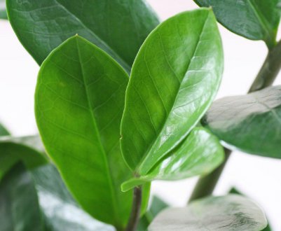 Основні правила поливу заміокулькаса в домашніх умовах