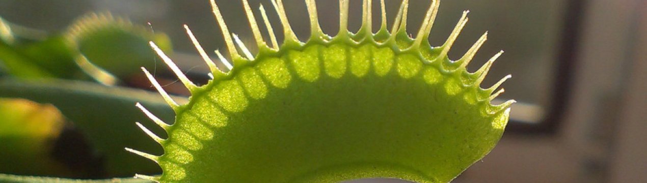 Як доглядати за венериной мухоловкою в домашніх умовах