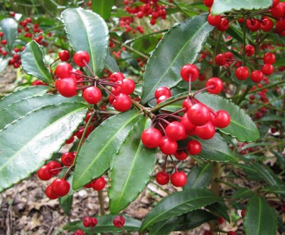 Ардизия городчатая: догляд в домашніх умовах