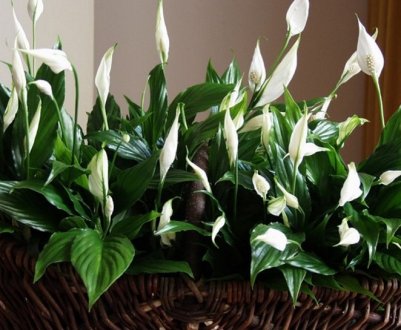 Пересадка спатифиллума в домашніх умовах