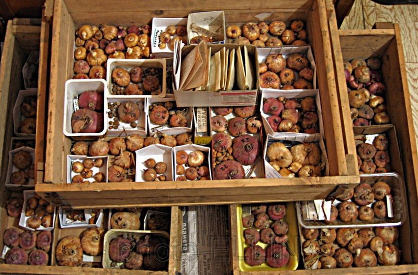 Зберігання луковиць квітів зимою Зберігання луковиць квітів зимою