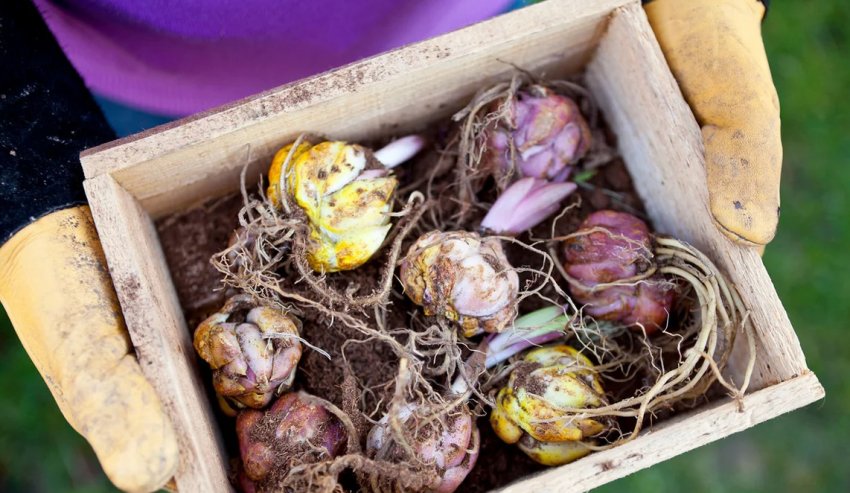 Зберігання квіткових цибулин взимку Зберігання квіткових цибулин взимку