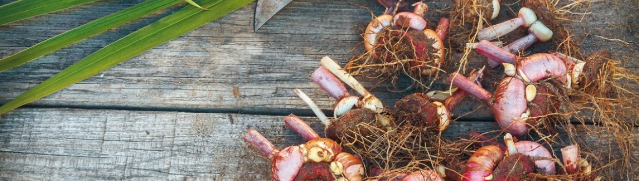 Зимній догляд за луковицями рослин: як зберігати