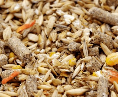 Нові можливі шляхи стабілізації ринку кормів в Україні