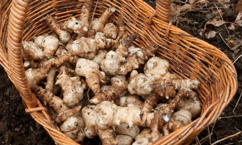 Убірка топинамбура