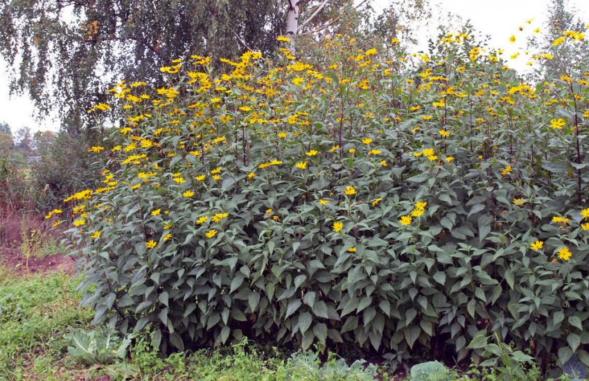 Вирощування топинамбура