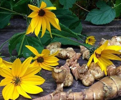 Коли потрібно висаджувати та збирати топінамбур: основні секрети