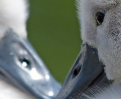 Вирощування гусей в домашніх умовах для початківців