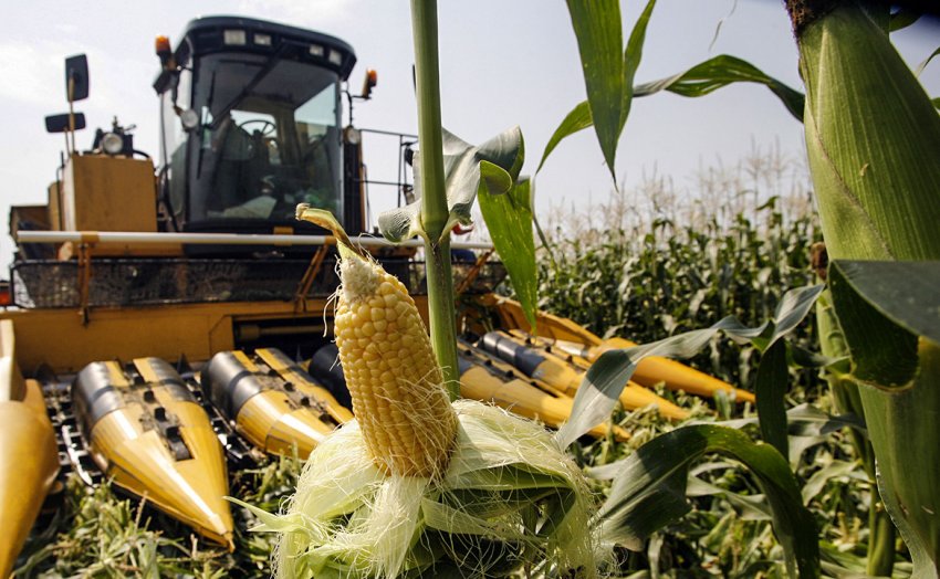 Виборка кукурудзи Виборка кукурудзи