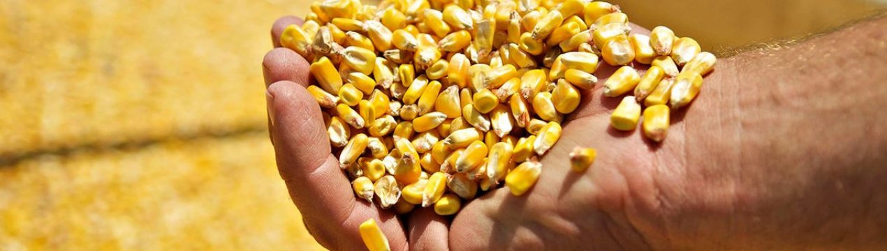 Виробництво кукурудзи в Україні в 2020 році може скласти більше 29 млн. тонн