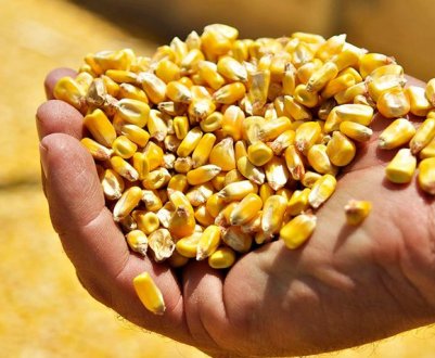 Виробництво кукурудзи в Україні в 2020 році може скласти більше 29 млн. тонн