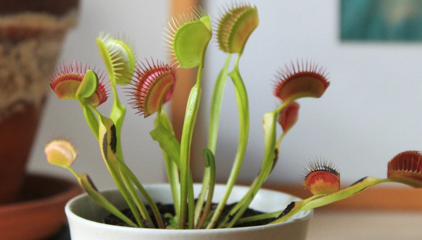 Венерина мухоловка