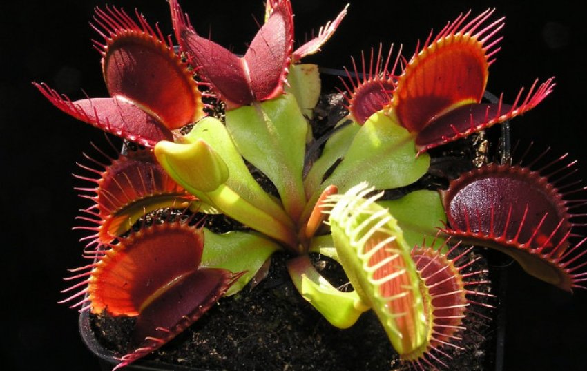 Венерина мухоловка