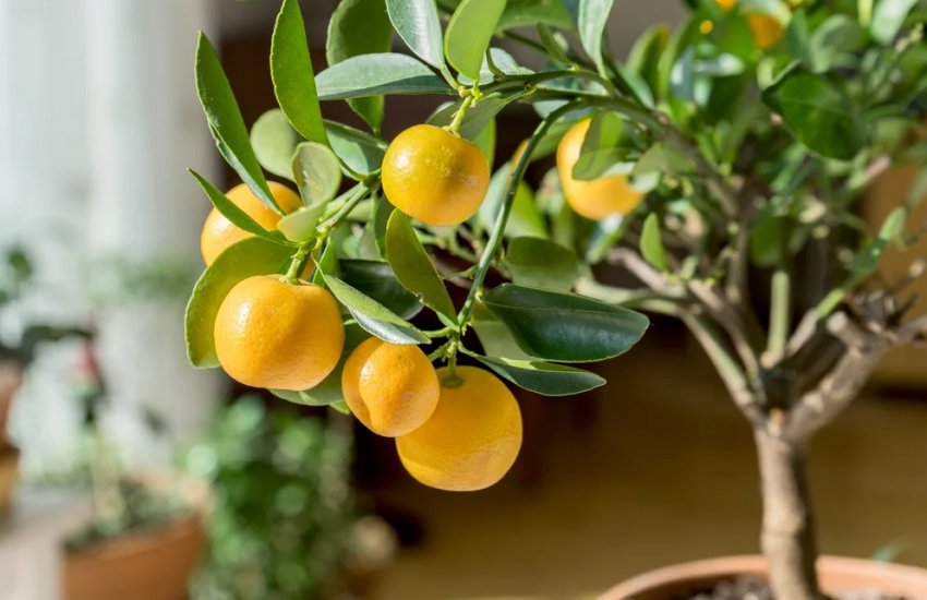 Кімнатні цитрусові рослини Кімнатні цитрусові рослини