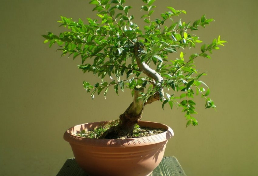 Мирт кімнатний Мирт кімнатний