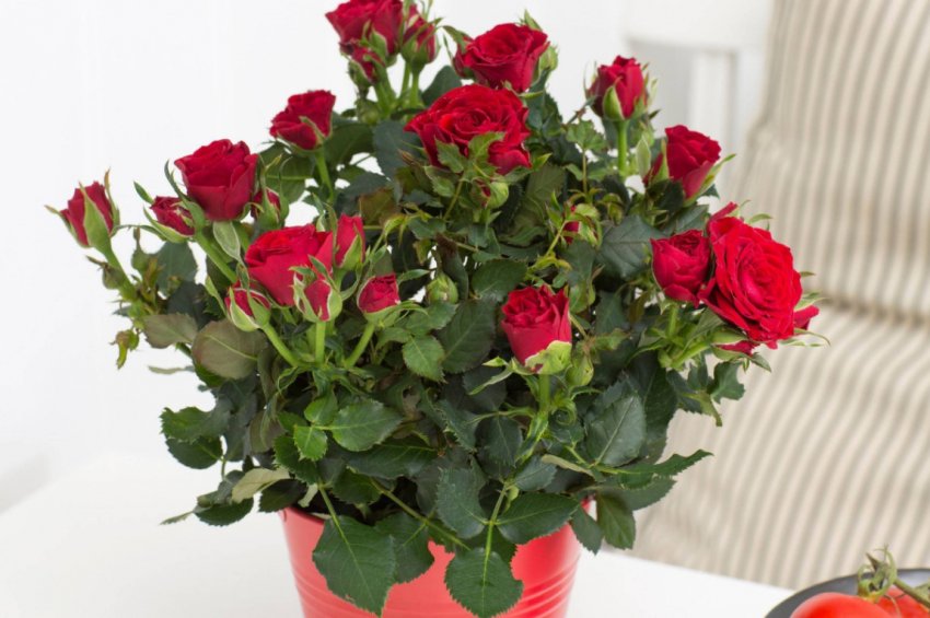 Комнатні троянди Комнатні троянди